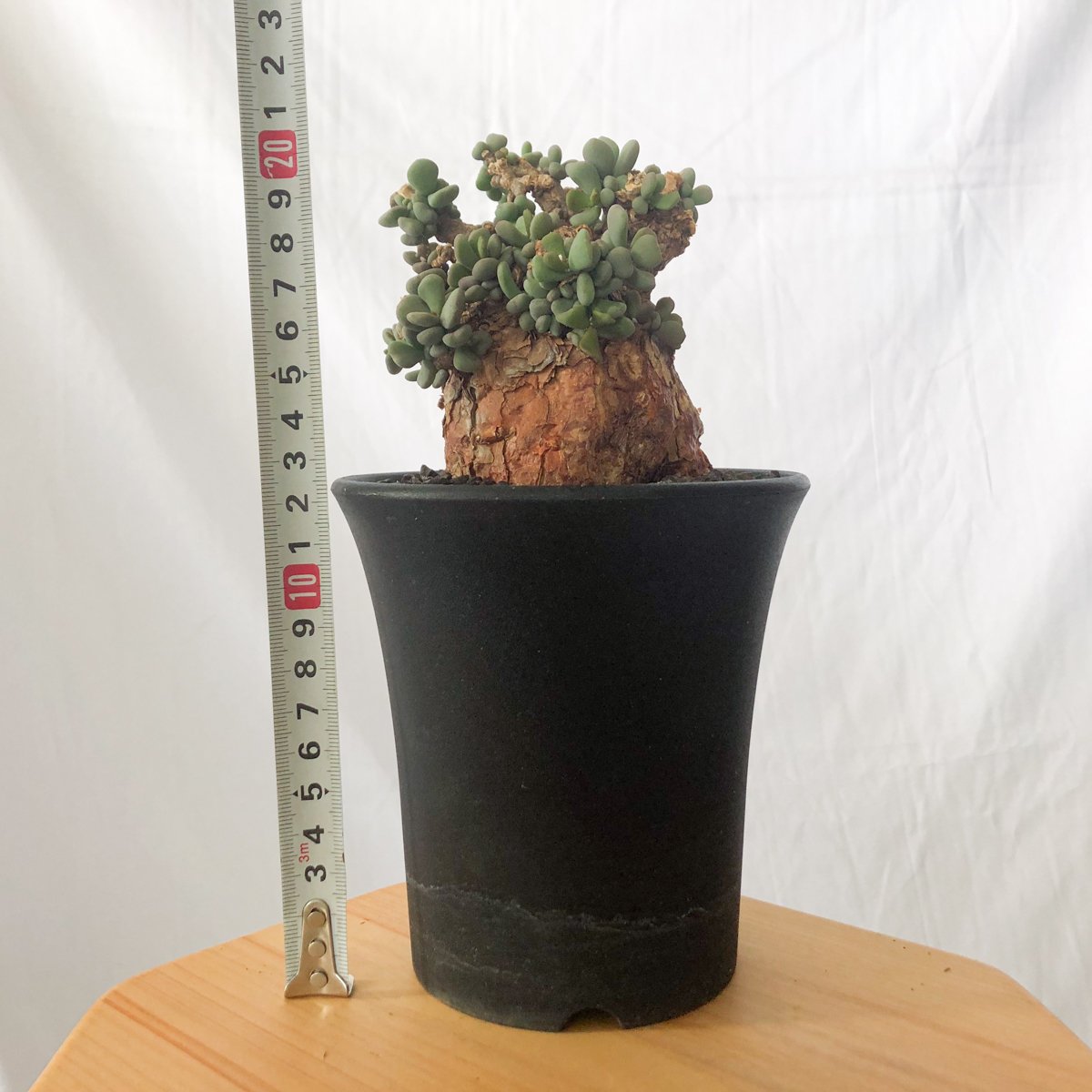 ケラリア・ピグマエア 微発根 塊根植物／コーデックス 楽天市場】