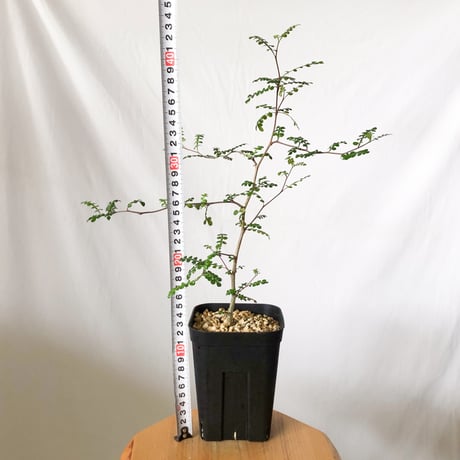 オペルクリカリア デカリー 実生 Operculicarya decaryi 塊根植物 多肉植物 珍奇植物 静岡 ANTIDOTE 通販 S1503