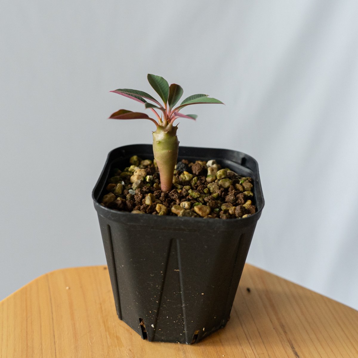 ユーフォルビア　パキポディオイデス (pachypodioides) fit=scale-down,w=1200