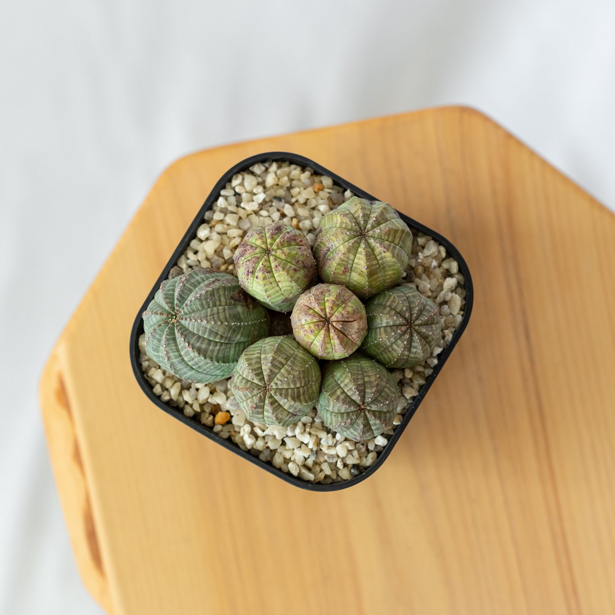 ユーフォルビア オベサ 群生株 実生 Euphorbia obesa 多肉植物 珍奇