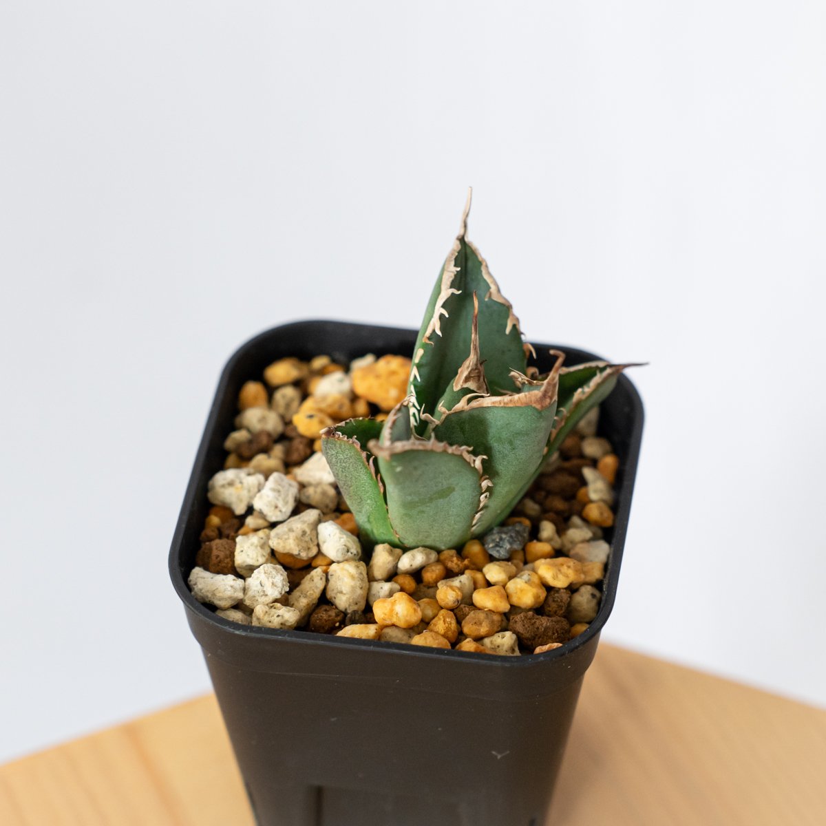 南アフリカダイヤモンド　OC 親株　発根済 南アフリカダイヤモンド OC 親株 発根済 南アフリカダイヤモンド OC