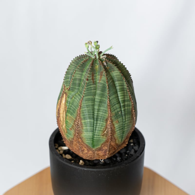 ユーフォルビア オベサ 特大 木質化 多稜 アロータイプ 超特【輸入株