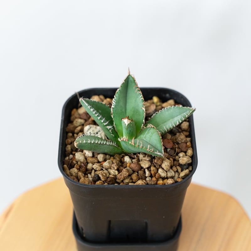 極上株】アガベ チタノタ 鬣蜥 イグアナ TC株 Agave titanota 多肉植物