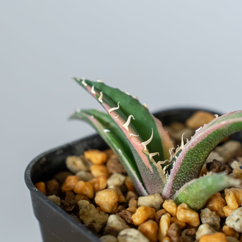 アガベ チタノタ 白鯨 白覆輪 TC株 白鯨錦 Agave titanota White Wh