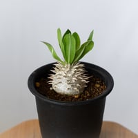 パキポディウム 恵比寿大黒 実生 Pachypodium Densicaule 塊根植物 コーデックス 多肉植物 珍奇植物 静岡 ANTIDOTE 通販 S1419