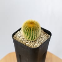 アガベ チタノタ 鷹の目 鷹眼【発根管理中】TC株 Agave titanota Hawk e