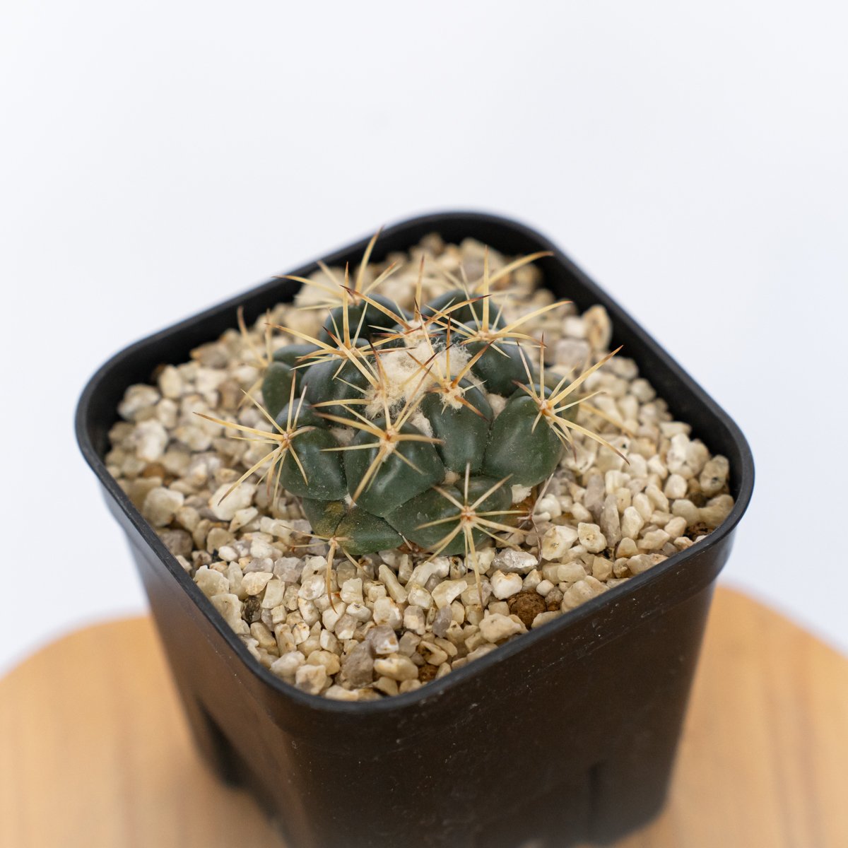 コリファンタ 象牙丸 実生 Coryphantha elephantidens サボテン 多肉