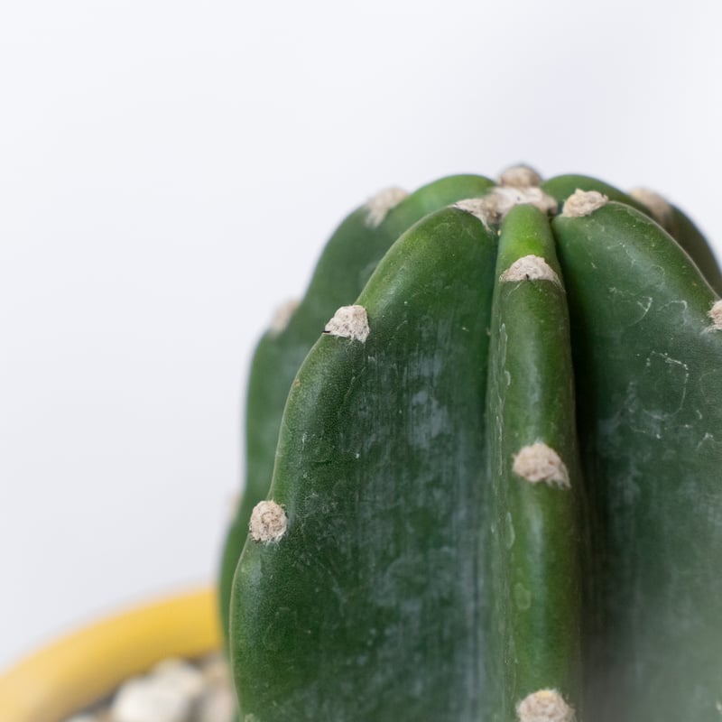 柱サボテン トゲナシ キメンカク 鉢セット 鬼面角 多肉植物 観葉植物