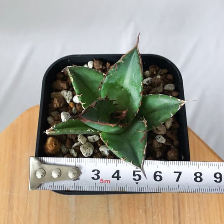 アガベ チタノタ 緑犀牛【発根管理中】TC株 Agave titanota Green rhino 多肉植物 珍奇植物 静岡 通販 ANTIDOTE S1449