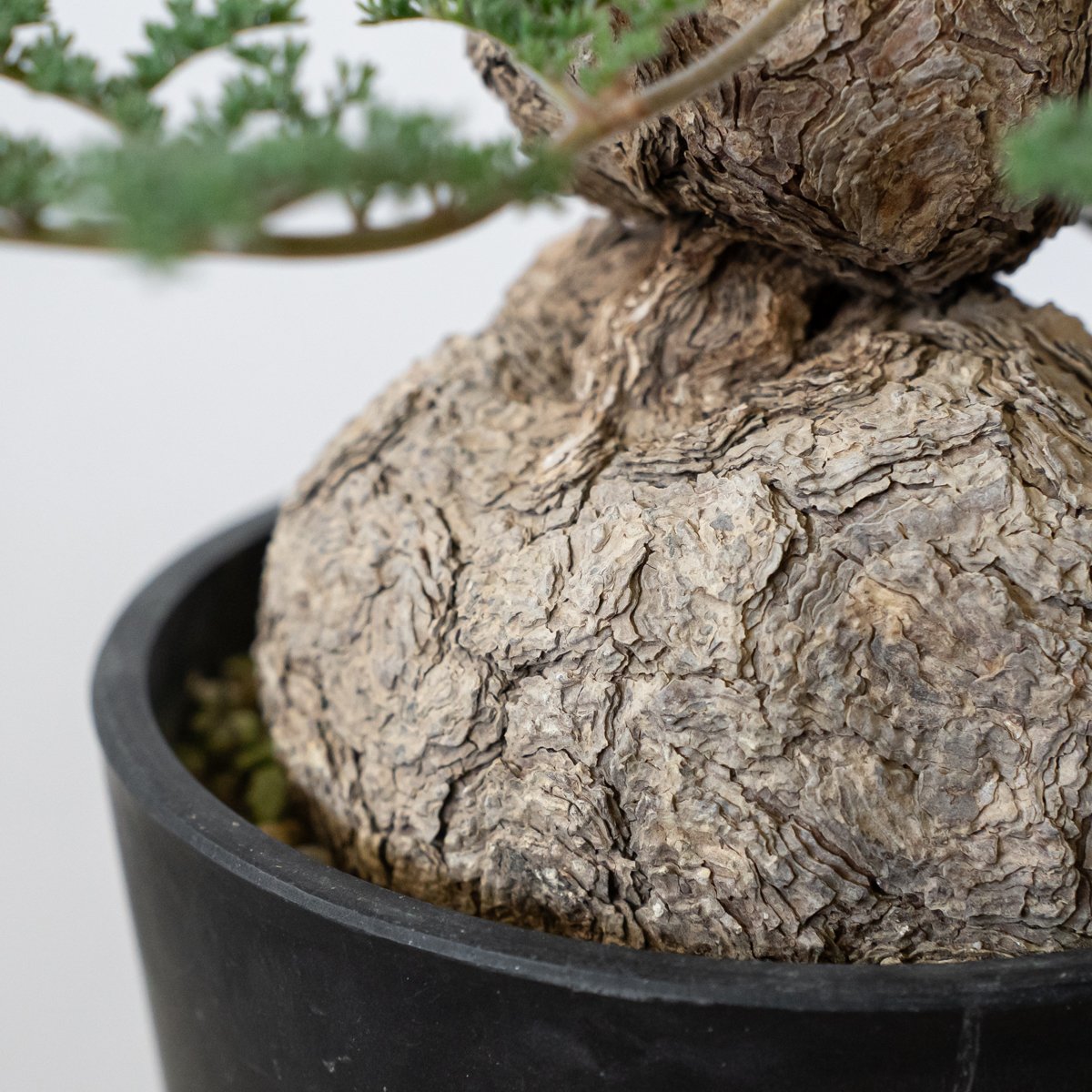 ペラルゴニウム トリステ　大きめ株 ペラルゴニウム トリステ 大株 美株 Pelargonium triste 多肉植物 珍奇