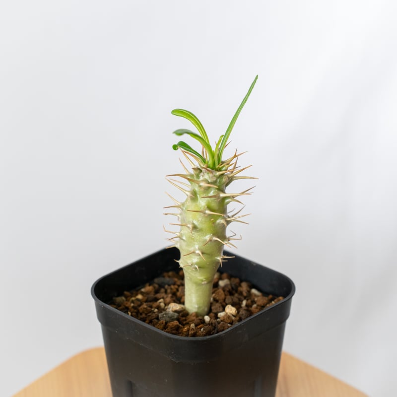 大特価！！！　特大サイズ　パキポディウム　アンボンゲンセ パキポディウム アンボンゲンセ Pachypodium ambongense