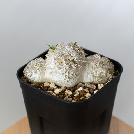 パキポディウム ブレビカウレ 恵比寿笑い 実生 Pachypodium brevicaule 塊根植物 コーデックス 多肉植物 珍奇植物 静岡 ANTIDOTE 通販 S1350