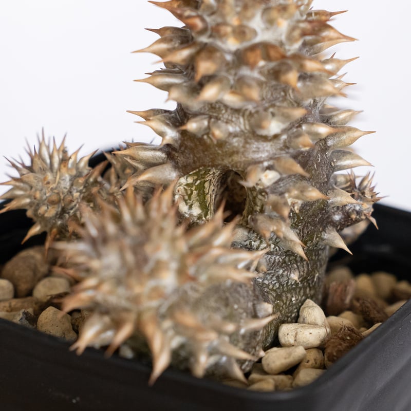 パキポディウム デンシフローラム 実生 シバ女王の玉櫛 Pachypodium