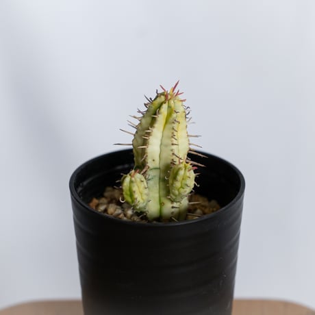 ユーフォルビア 紅彩閣錦 実生 エノプラ 斑入り Euphorbia enopla 塊根植物 多肉植物 珍奇植物 静岡 ANTIDOTE 通販 S1231