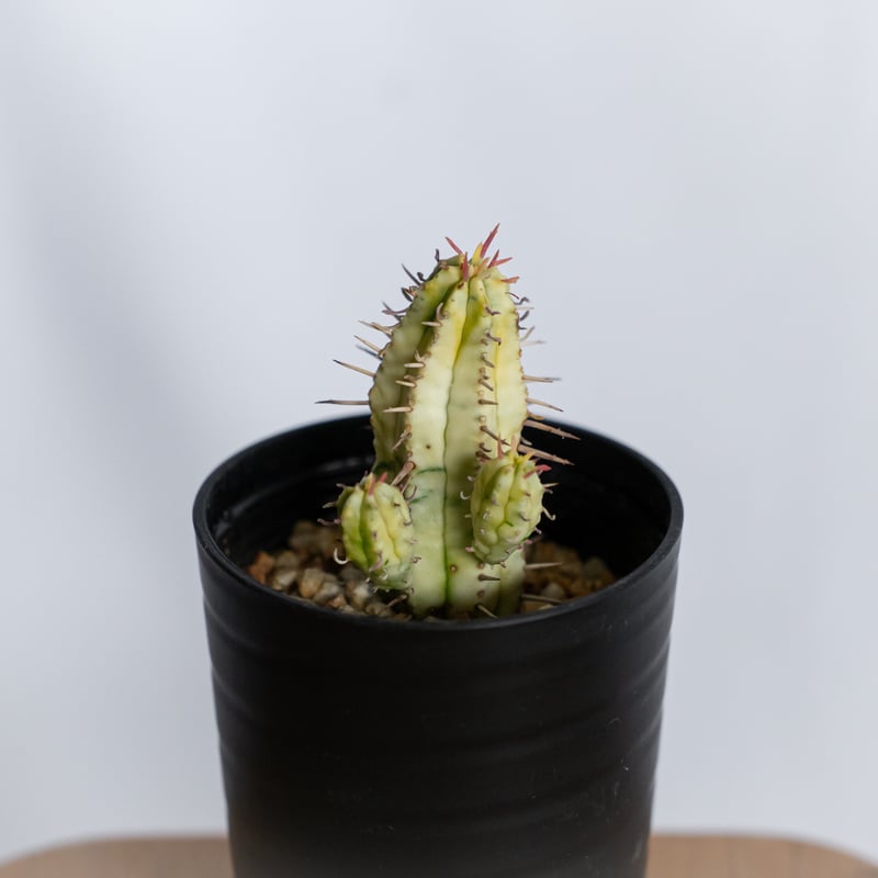 ユーフォルビア 紅彩閣錦 実生 エノプラ 斑入り Euphorbia enopla 塊根