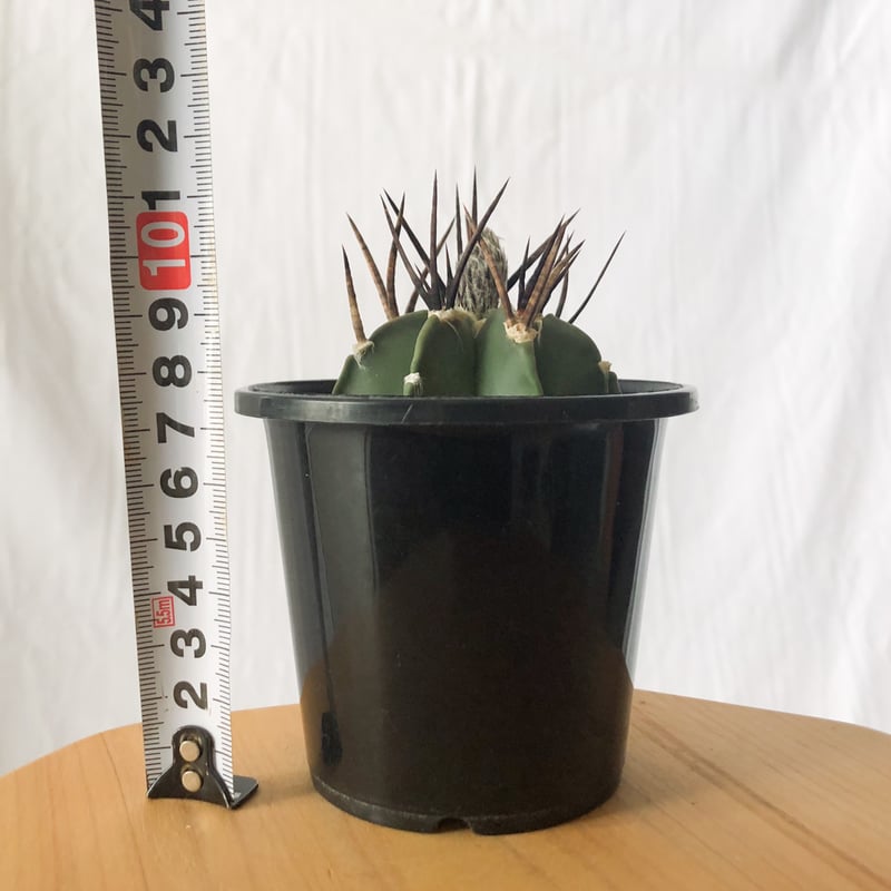 アストロフィツム 大鳳玉 実生 美株 Astrophytum capricorne v. cr