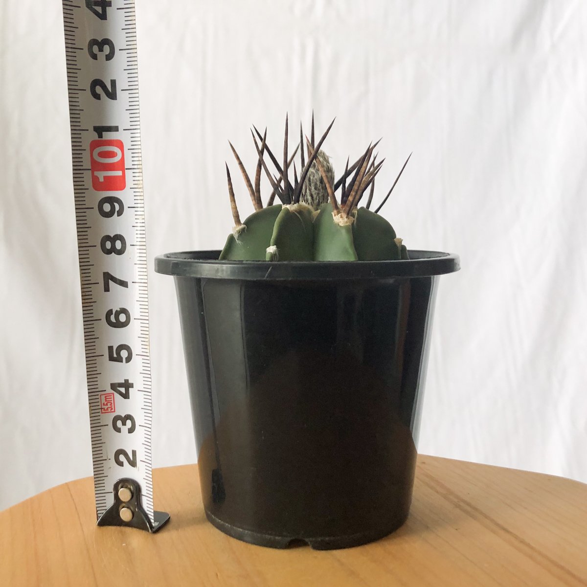 大鳳玉　アストロフィツム　実生 アストロフィツム 大鳳玉 実生 美株 Astrophytum capricorne v. cr