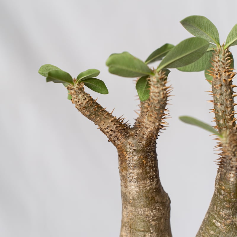 パキポディウム エニグマティクム 現地球 Pachypodium enigmaticum 塊根