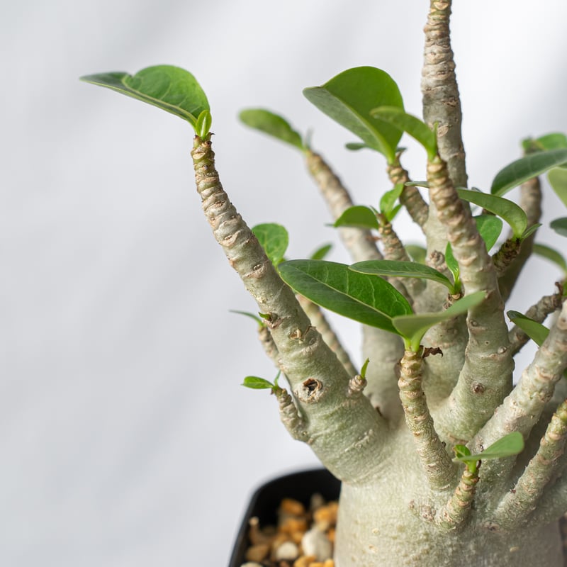 アデニウム アラビカム ブラックスキン【発根管理中】Adenium Arabicum