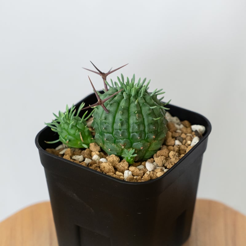 ユーフォルビア 群星冠 実生 Euphorbia stellispina 多肉植物 珍奇植物