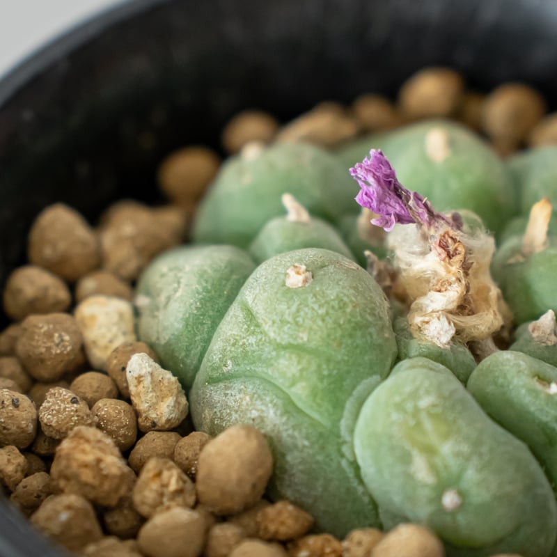 ロフォフォラ 疣銀冠玉 実生 Lophophora williamsii var. decip