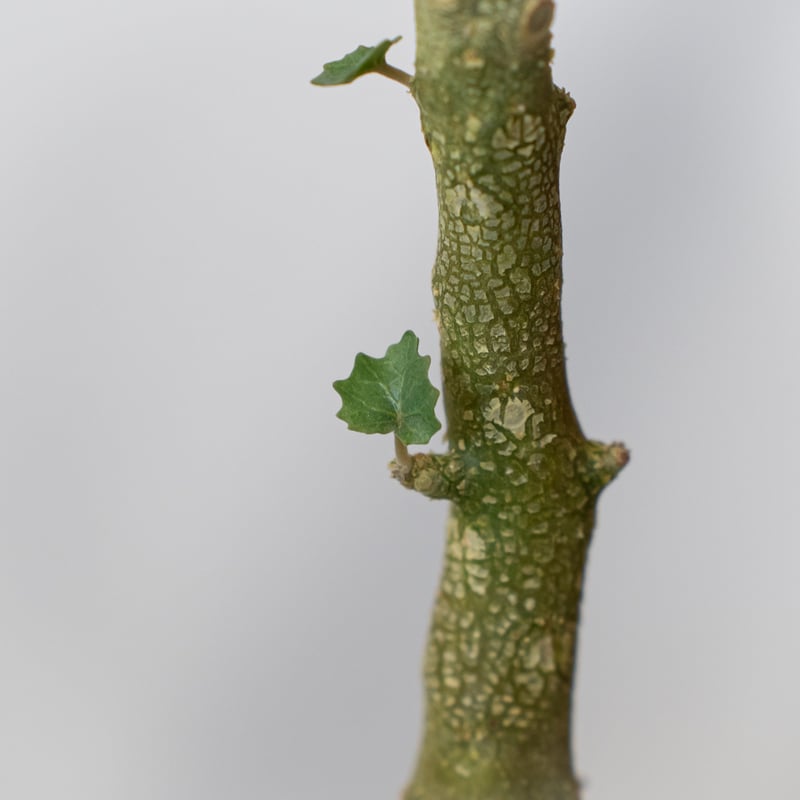 ドルステニア ジプソフィラ 実生 Dorstenia gypsophila 塊根植物 多肉