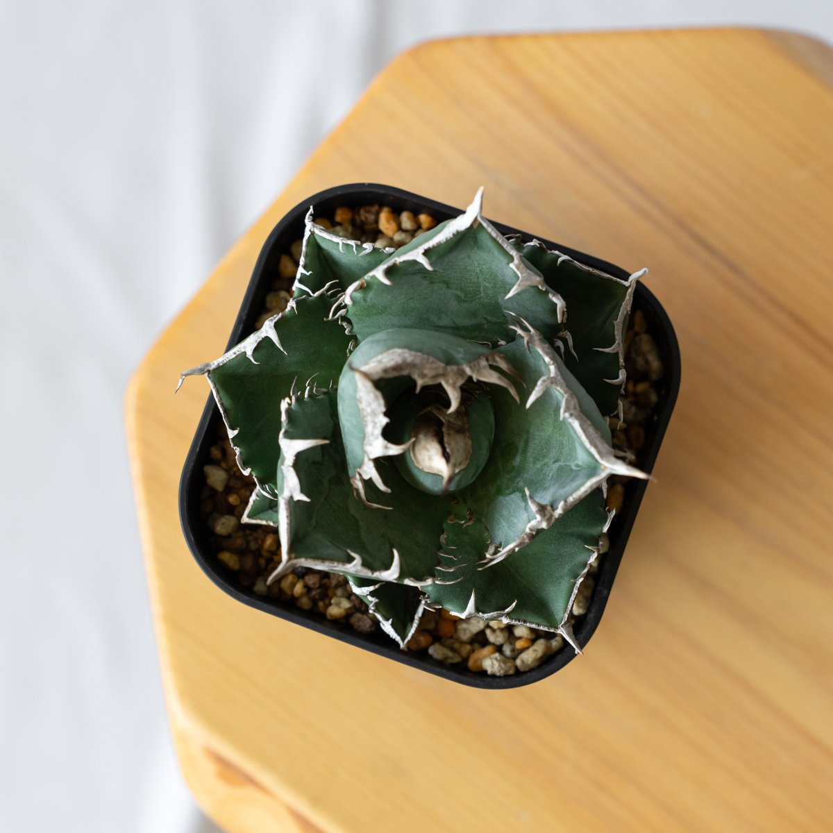 アガベ チタノタ 南アフリカダイヤモンド TC株 Agave titanota South A
