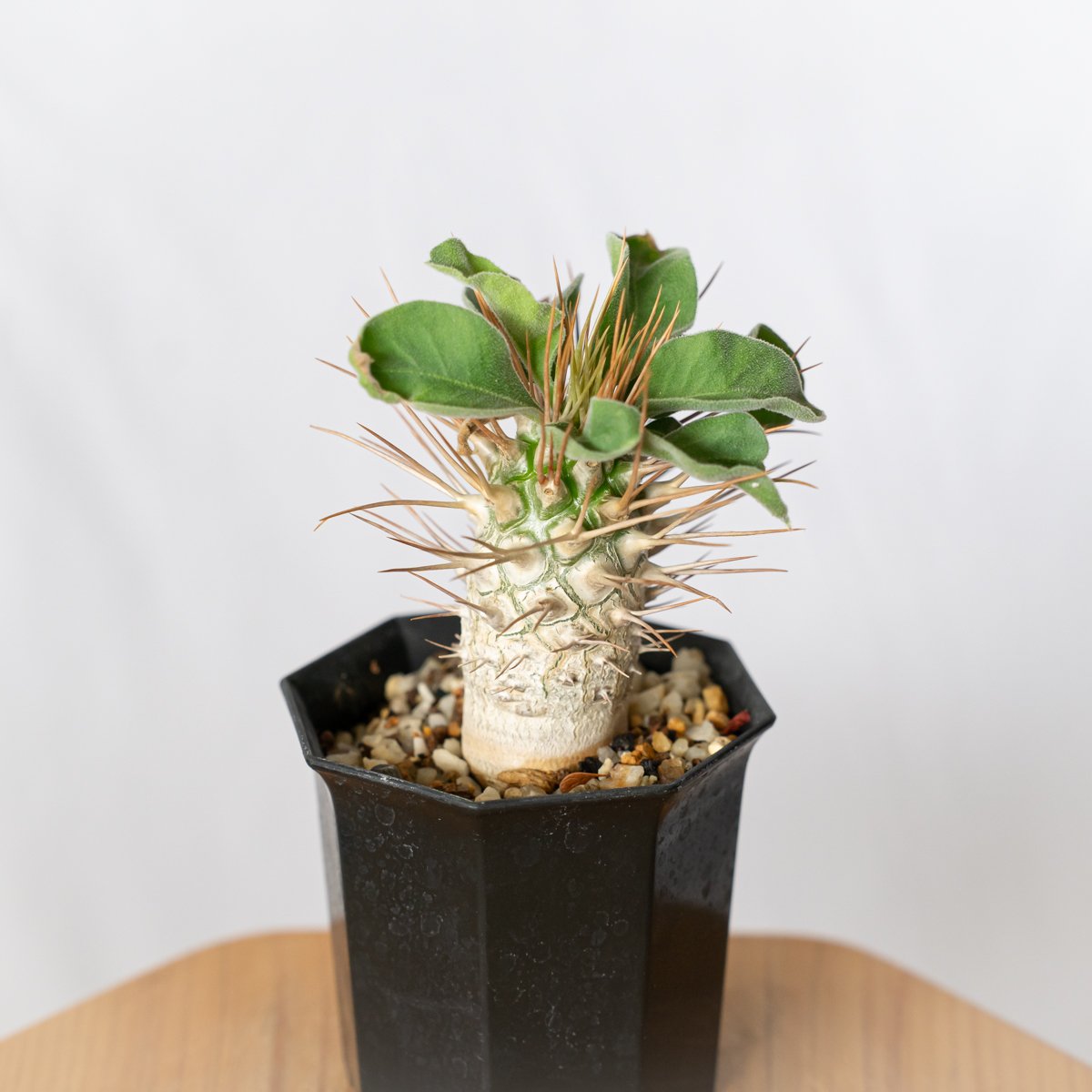 パキポディウム ナマクアナム 光堂 実生 Pachypodium namaquanum 塊根植