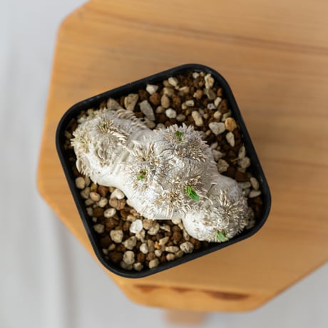 パキポディウム ブレビカウレ 恵比寿笑い 実生 Pachypodium brevicaule 塊根植物 コーデックス 多肉植物 珍奇植物 静岡 ANTIDOTE 通販 S1350
