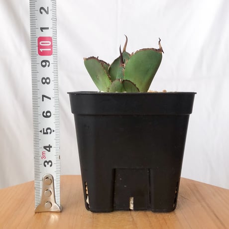 アガベ チタノタ 純血ジャガーノート OC株 Agave titanota Juggernaut 多肉植物 珍奇植物 静岡 通販 ANTIDOTE S707