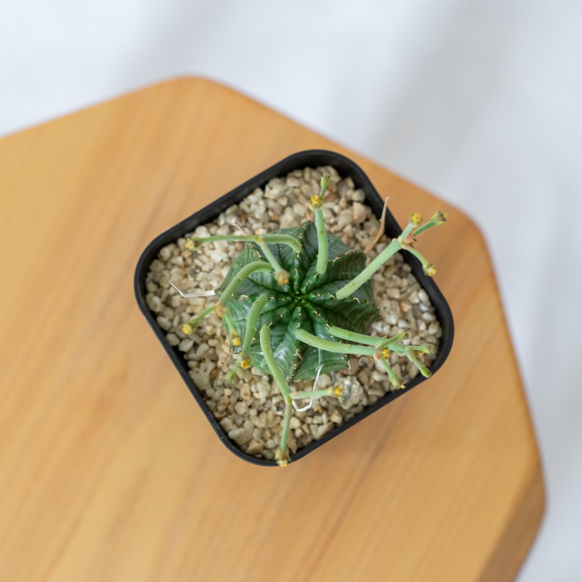 ユーフォルビア スーパーバリダ 実生 雄株 Euphorbia super valida 多肉