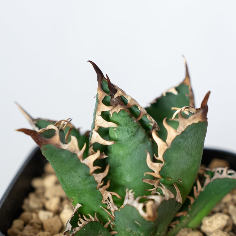 アガベ チタノタ 赤猫 OC株 美株 【発根管理中】Agave titanota Red Ca