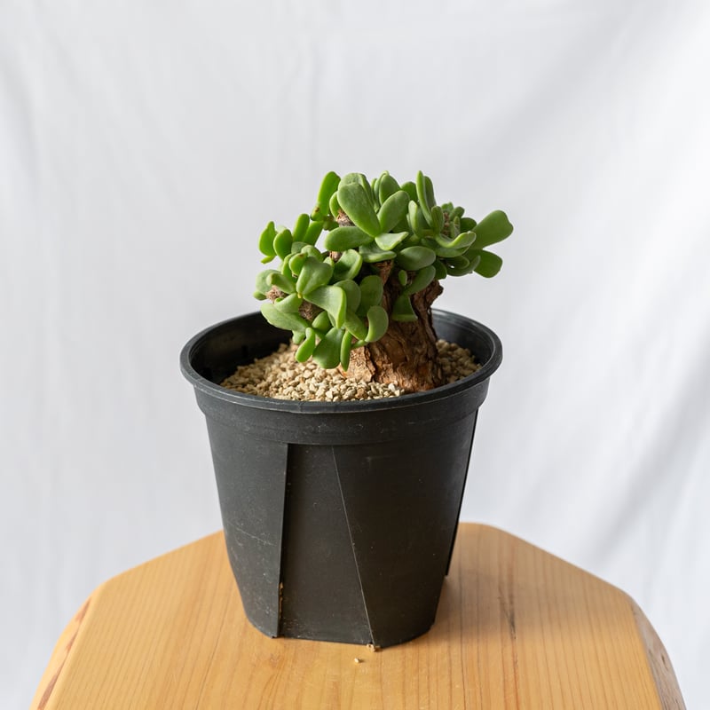 ケラリア ピグマエア Ceraria pygmaea 多肉植物 珍奇植物 静岡 ANTIDOT