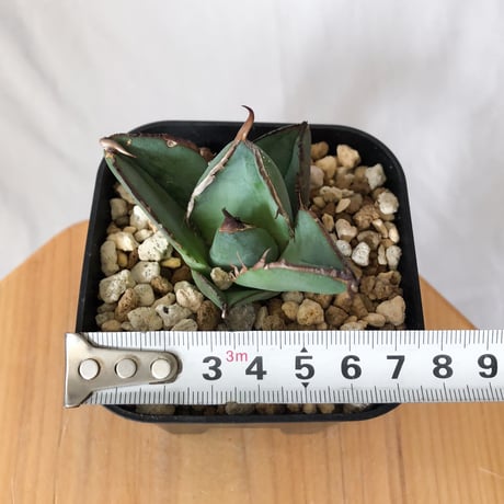 アガベ チタノタ 純血ジャガーノート OC株 Agave titanota Juggernaut 多肉植物 珍奇植物 静岡 通販 ANTIDOTE S707
