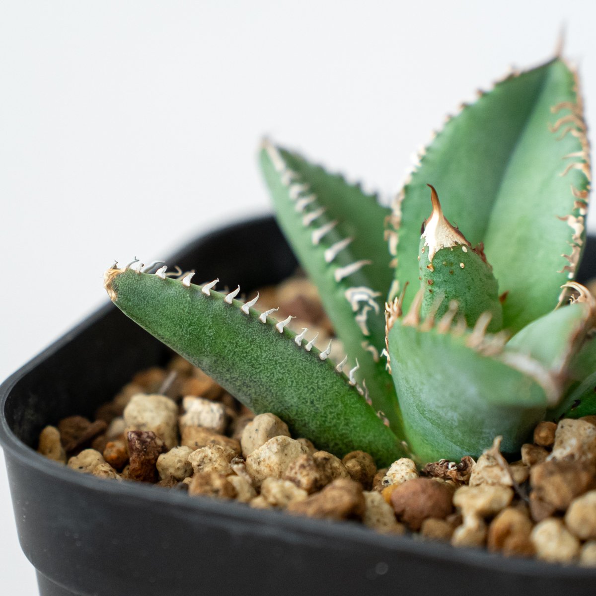 極上株】アガベ チタノタ 鬣蜥 イグアナ TC株 Agave titanota 多肉植物