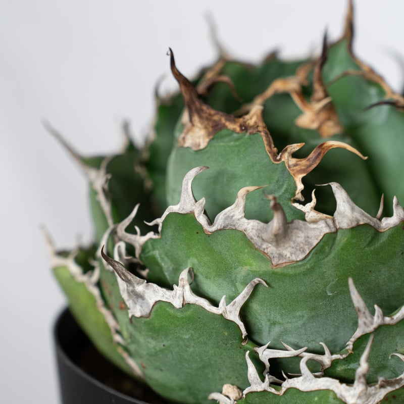 アガベ チタノタ 白鯨 特大株 【発根管理中】OC株 Agave titanota White