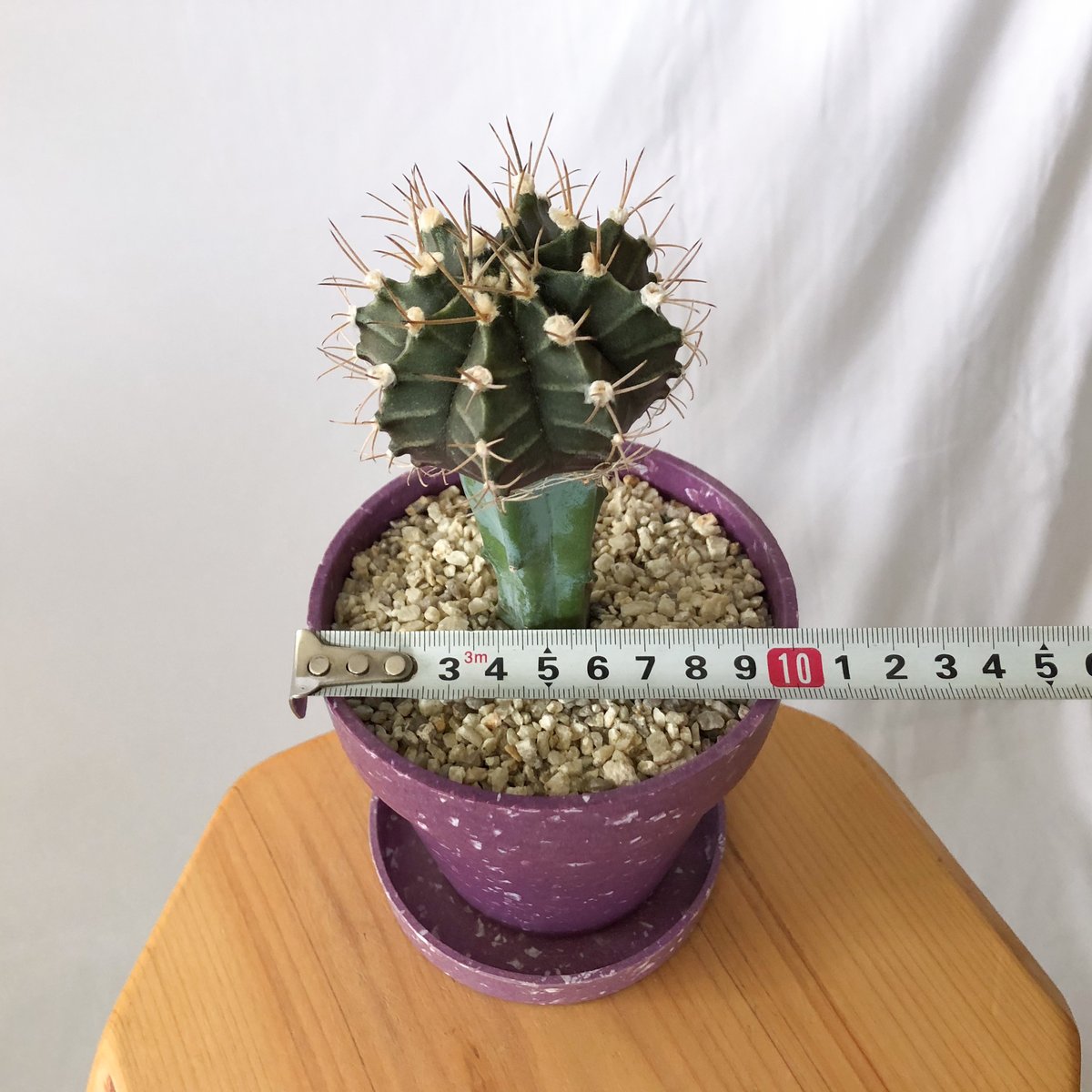 サボテン ギムノカリキウム 黒刺鳳頭（接ぎ降ろし） × BLACK PLASTIC POT（ロ... No.8 サボテンギムノカリキュウムカラーBlack Window