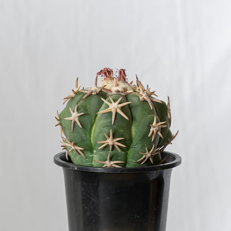 エキノカクタス 白棘翠平丸 接ぎおろし Echinocactus エキノカクタス 白棘翠平丸 接ぎおろし Echinocactus