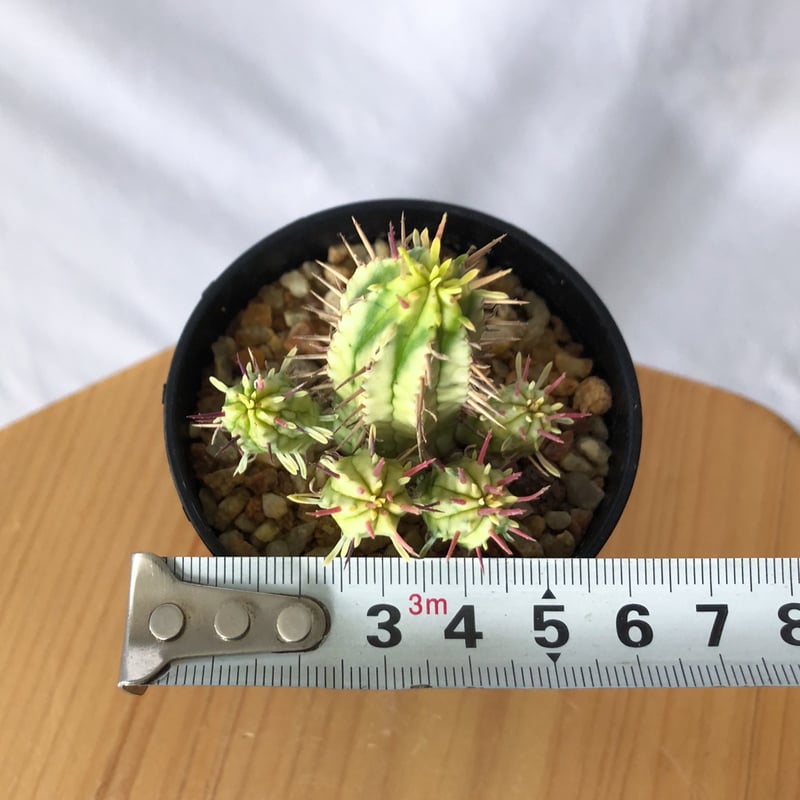 ポリフィラ錦　2株セット　アロエ　ポリフィラ　ユーフォルビア　サボテン　アガベ 多肉植物・サボテン販売～PICO庵～ / ユーフォルビア属 魔紅