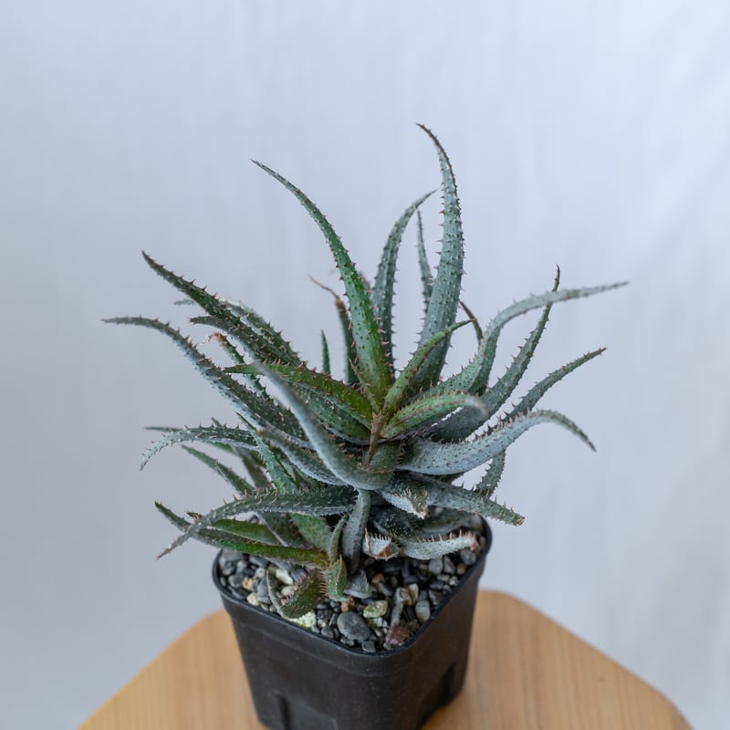 アロエ カスティロニアエ × パルブラ Aloe hybrid A.castilloniae