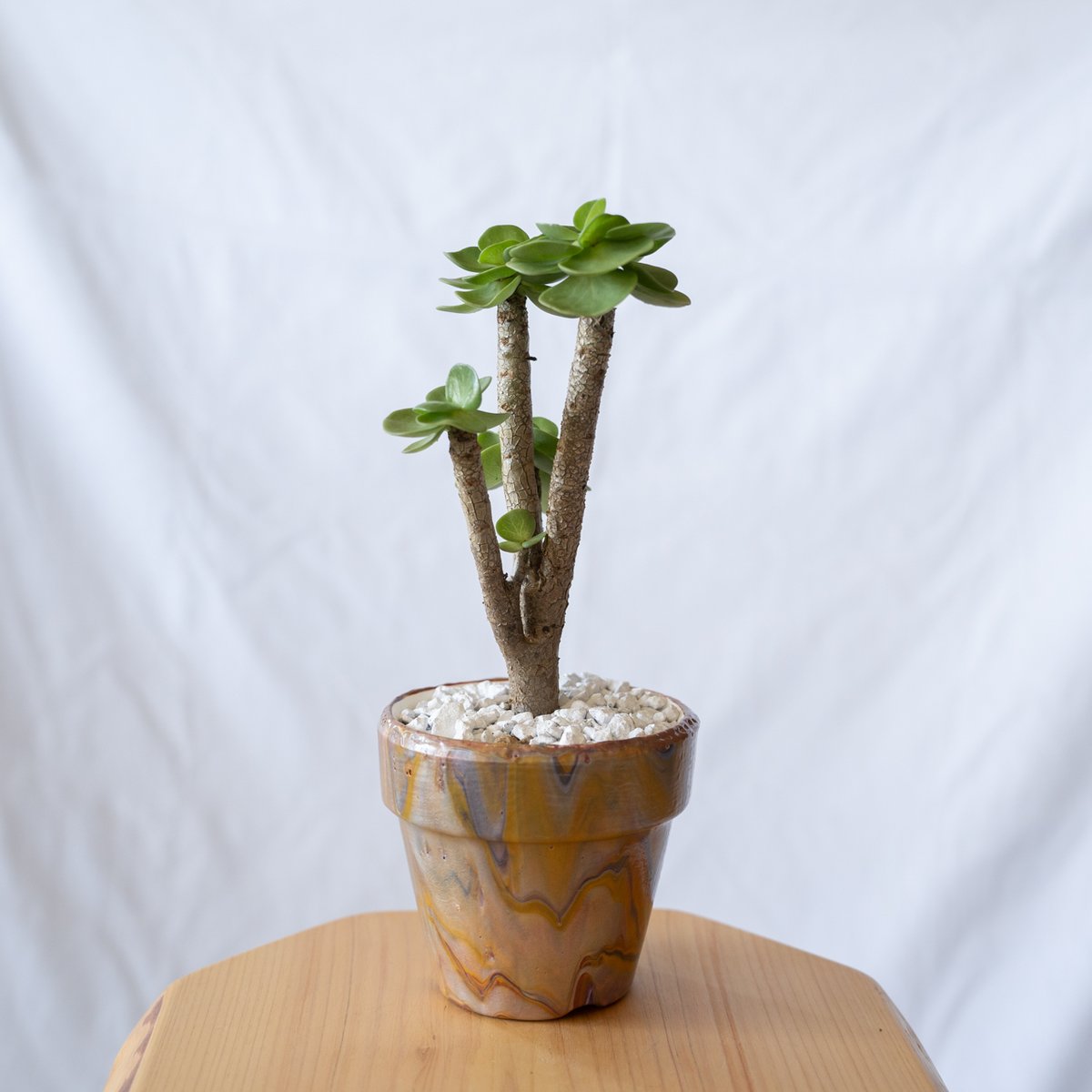 ポーチュラカリア モロキニエンシス molokiniensis 多肉植物 珍奇植物