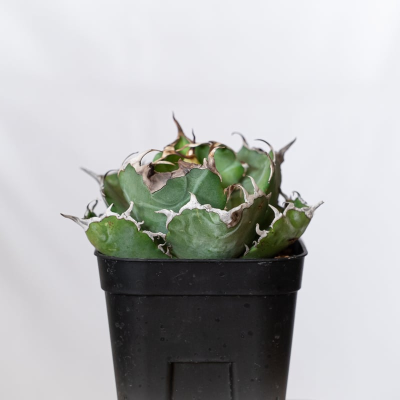 アガベ チタノタ 白鯨 OC株 美株【発根管理中】Agave titanota アガベ チタノタ 白鯨 OC株 美株【発根管理中】Agave titanota