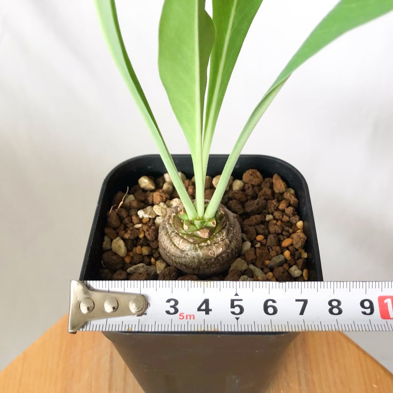 鉄甲丸 ユーフォルビア ブプレウリフォリア 実生 Euphorbia
