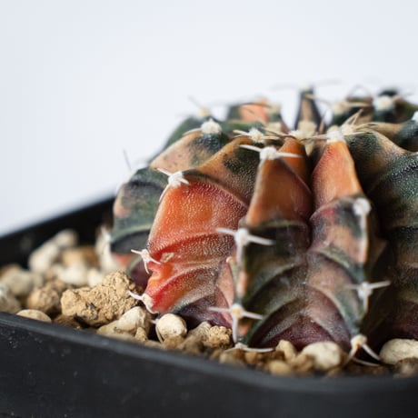 ギムノカリキウム ミハノビッチ 実生 緋牡丹錦 ヒボタンニシキ Gymnocalycium mihanovichii サボテン 多肉植物 珍奇植物 静岡 ANTIDOTE 通販 S1372