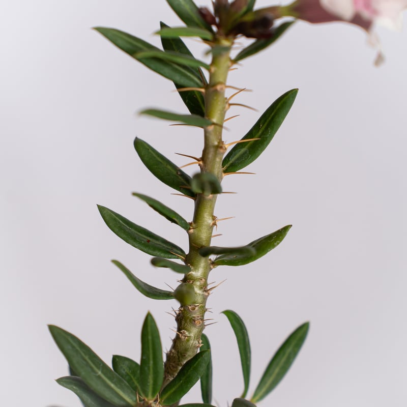 パキポディウム ビスピノーサム 実生 Pachypodium bispinosum 塊根植物
