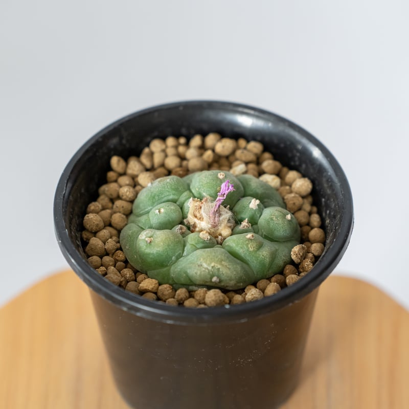 ロフォフォラ 疣銀冠玉 実生 Lophophora williamsii var. decip