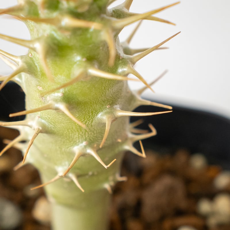 パキポディウム アンボンゲンセ 実生 Pachypodium ambongense. 塊根植物