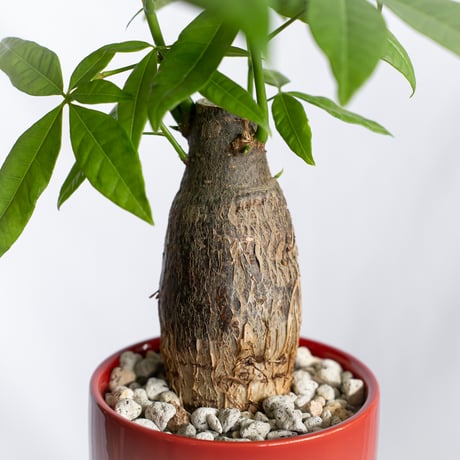 パキラ 鉢セット Pachira Guiana Chestnut 観葉植物 インテリアグリーン 静岡 ANTIDOTE 通販 S1301
