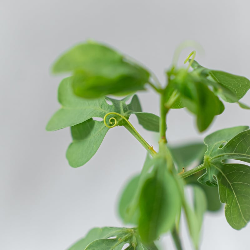 アデニア グラウカ 幻蝶かずら Adenia glauca 塊根植物