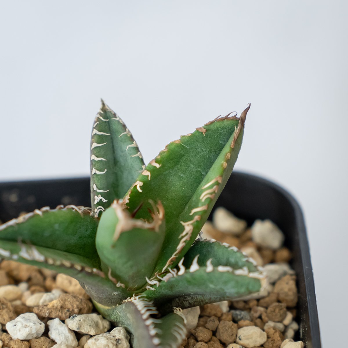 アガベ チタノタ 鬣蜥 イグアナ TC株 Agave titanota 多肉植物 珍奇